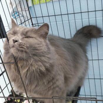 Domestic Long Hair Cats Available for Adoption in Gloucester, Virginia - Ashley | PetCurious
