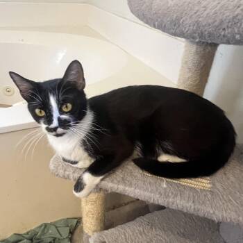 Millie -  Domestic Short Hair Cat for Adoption in Brownsboro, Alabama - Millie | PetCurious