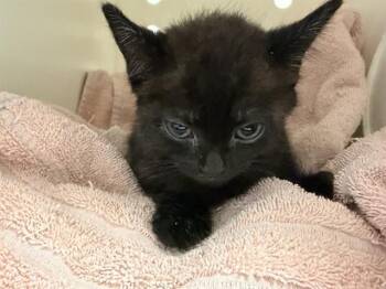 DANNY PHANTOM - IN FOSTER -  Domestic Short Hair Cat for Adoption in Ontario, California - DANNY PHANTOM - IN FOSTER | PetCurious