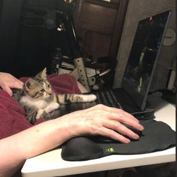 Dionne -  Domestic Medium Hair Cat for Adoption in Spring Hill, Kansas - Dionne | PetCurious