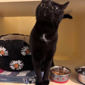 Cleopatra -  Domestic Short Hair Cat for Adoption in Charleston, South Carolina - Cleopatra | PetCurious