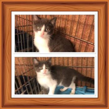 LONEY -  Domestic Short Hair Cat for Adoption in Buckhannon, West Virginia - LONEY | PetCurious