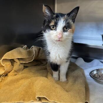 Jenna -  Domestic Short Hair Cat for Adoption in Bristol, Indiana - Jenna | PetCurious