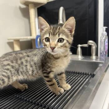 Barbeque -  Domestic Short Hair Cat for Adoption in Driggs, Idaho - Barbeque | PetCurious