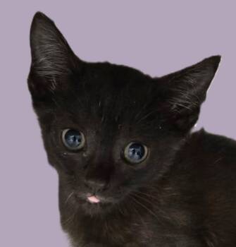 Rescue Domestic Short Hair and Tabby Cats for Adoption in Savannah, Georgia - Sienna | PetCurious