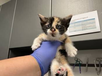 Rescue Domestic Short Hair Cats for Adoption in Ontario, California - NEEDS A FOSTER | PetCurious