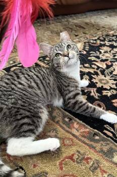 Domestic Short Hair Cats Available for Adoption - Eggo | PetCurious