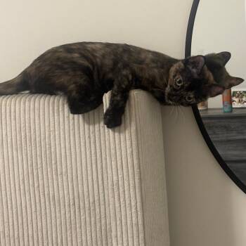 Gisella -  Domestic Short Hair Cat for Adoption in Rochester, Minnesota - Gisella | PetCurious