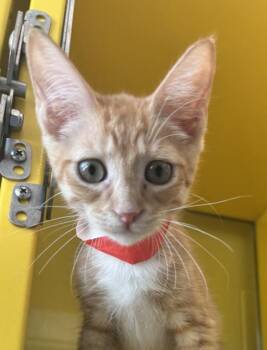 Apollo -  Domestic Short Hair Cat for Adoption in Golden, Colorado - Apollo | PetCurious