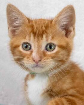 Cory -  Domestic Short Hair and Tabby Cat for Adoption in Kennesaw, Georgia - Cory | PetCurious