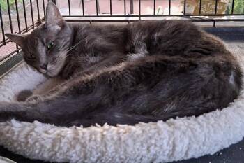 Earl Grey -  Domestic Short Hair and Tabby Cat for Adoption in Safety Harbor, Florida - Earl Grey | PetCurious