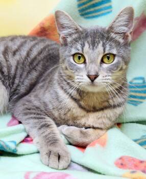 Domestic Short Hair Cats Available for Adoption in Tierra Verde, Florida - Sabrina | PetCurious