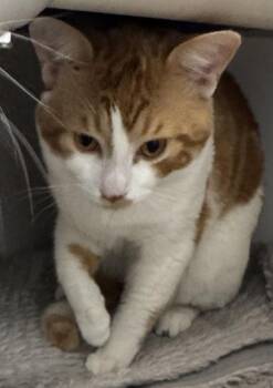 Pumpkin -  Domestic Short Hair Cat for Adoption in Erin, Ontario - Pumpkin | PetCurious