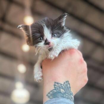 Meatball -  Domestic Long Hair Cat for Adoption in Spokane, Washington - Meatball | PetCurious