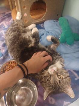 Tabby Cats Available for Adoption in Albuquerque, New Mexico - Oliver | PetCurious