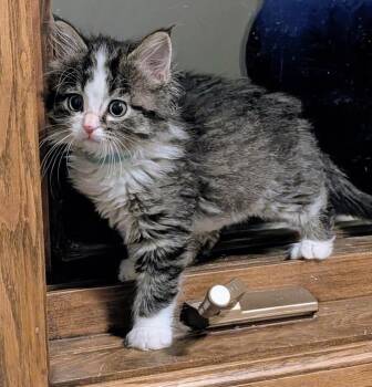 Rodanthe -  Domestic Medium Hair Cat for Adoption in Dayton, Minnesota - Rodanthe | PetCurious