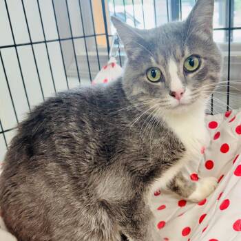 Crackle -  Domestic Short Hair Cat for Adoption in Lebanon, Missouri - Crackle | PetCurious