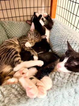 Basil -  Tuxedo and Domestic Short Hair Cat for Adoption in Walnut Creek, California - Basil | PetCurious