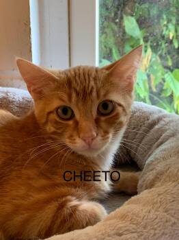 Cheeto -  Domestic Short Hair Cat for Adoption in Saint Charles, Missouri - Cheeto | PetCurious