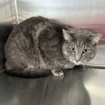 Jamie -  Domestic Short Hair and Tabby Cat for Adoption in Cincinnati, Ohio - Jamie | PetCurious