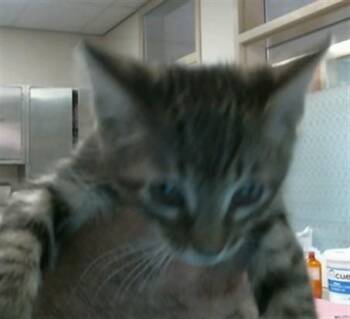 A925233 -  Domestic Short Hair Cat for Adoption in Sacramento, California - A925233 | PetCurious