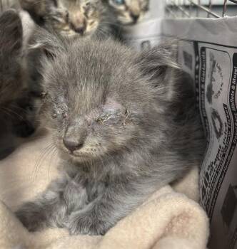 LAYNE -  Domestic Short Hair Cat for Adoption in San Antonio, Texas - LAYNE | PetCurious