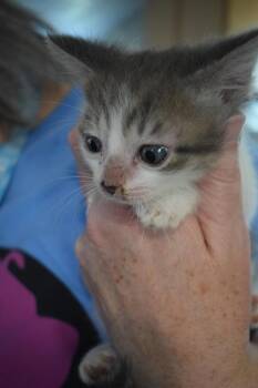 Ozzie (Diamond K2) -  Domestic Short Hair Cat for Adoption in Pahrump, Nevada - Ozzie (Diamond K2) | PetCurious