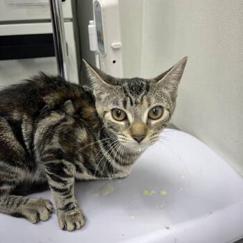 Freddie -  Domestic Short Hair Cat for Adoption in Newark, New Jersey - Freddie | PetCurious