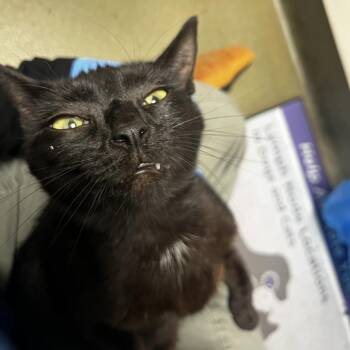 72091 -  Domestic Short Hair Cat for Adoption in Harrisonburg, Virginia - 72091 | PetCurious