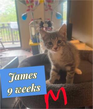 James (O) -  Domestic Short Hair Cat Available for Adoption in Liberty, New York - James (O) | PetCurious