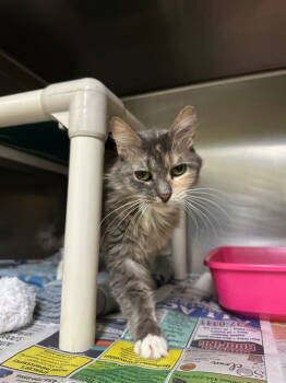 Rescue Domestic Long Hair Cats for Adoption in Lovingston, Virginia - Arie | PetCurious