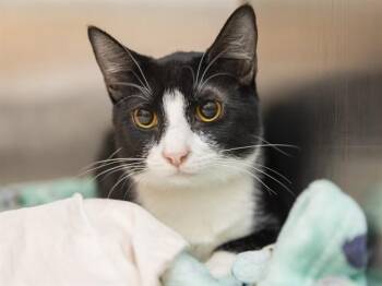 Domestic Short Hair Cats Available for Adoption in Phoenix, Arizona - ASH | PetCurious