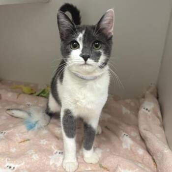 Pokey -  Domestic Short Hair Cat for Adoption in Long Beach, California - Pokey | PetCurious