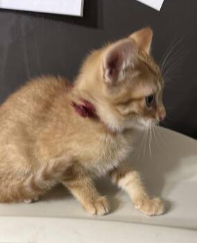 Twinkie -  Domestic Short Hair Cat for Adoption in Bolivar, Missouri - Twinkie | PetCurious