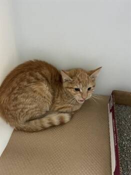 Domestic Short Hair Cats Available for Adoption in Palmetto, Florida - A135355 | PetCurious