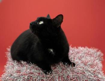 Rescue Domestic Short Hair Cats for Adoption in Bowling Green, Kentucky - Mallory | PetCurious