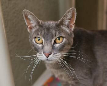 Gracie -  Domestic Short Hair Cat for Adoption in Boise, Idaho - Gracie | PetCurious