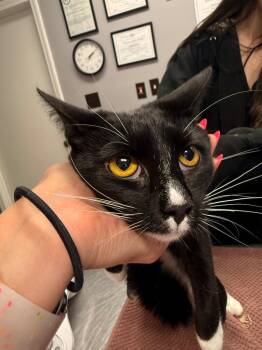 Domestic Short Hair Cats Available for Adoption in Burnsville, North Carolina - Dot | PetCurious