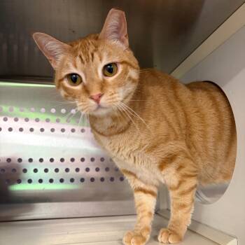 Sasha -  Domestic Short Hair and Mixed Breed Cat for Adoption in Ashtabula, Ohio - Sasha | PetCurious