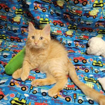 R Litter - ROWAN -  Domestic Long Hair Cat for Adoption in Akron, Ohio - R Litter - ROWAN | PetCurious
