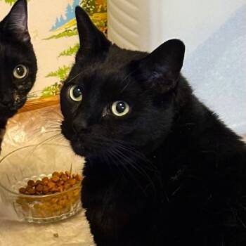 Rescue Domestic Short Hair Cats for Adoption in Woodinville, Washington - Blake | PetCurious