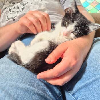 Poplar -  Domestic Short Hair Cat for Adoption in Lexington, Kentucky - Poplar | PetCurious