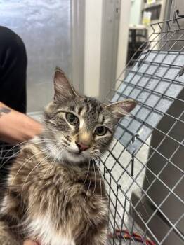 Domestic Medium Hair Cats Available for Adoption in Pasadena, Texas - A184189 | PetCurious