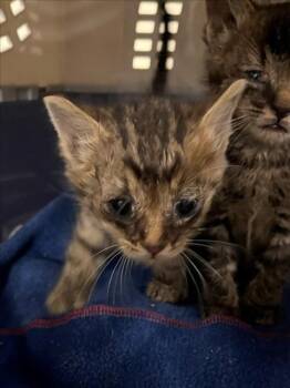 *KODIAK -  Domestic Short Hair Cat for Adoption in Woodland, California - *KODIAK | PetCurious