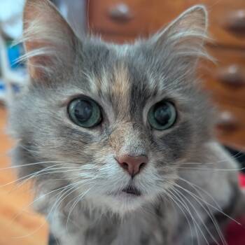 Rescue Domestic Long Hair Cats for Adoption in Michigan City, Indiana - Monkey | PetCurious