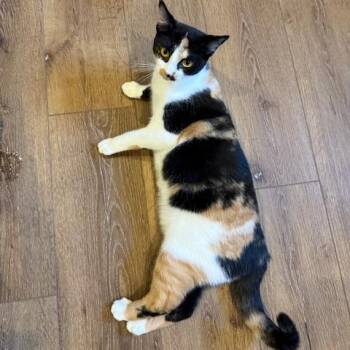 Domestic Short Hair Cats Available for Adoption - BCAS Ursula | PetCurious