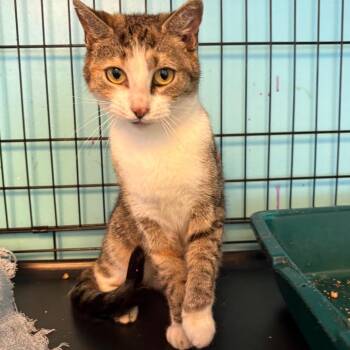 Gretel -  Domestic Short Hair Cat for Adoption in Pennsville Township, New Jersey - Gretel | PetCurious
