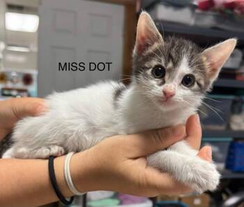 Miss Dot -  Domestic Short Hair Cat Available for Adoption in Bossier City, Louisiana - Miss Dot | PetCurious