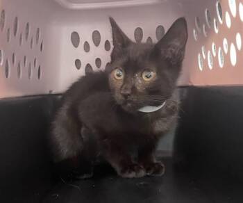 Damien -  Domestic Short Hair Cat for Adoption - Damien | PetCurious