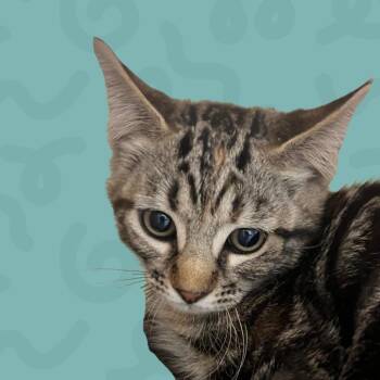 Liberty -  Domestic Medium Hair Cat for Adoption in Reno, Nevada - Liberty | PetCurious